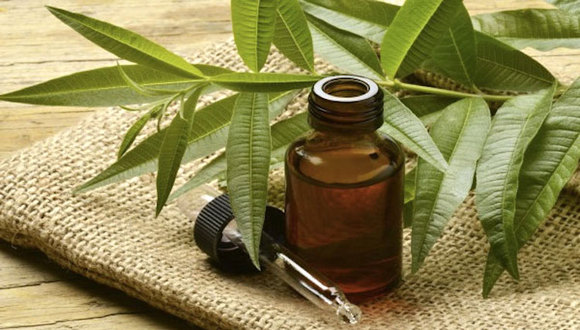 【JMedia】与茶叶没有半毛钱关系的茶树油|界面新闻时尚