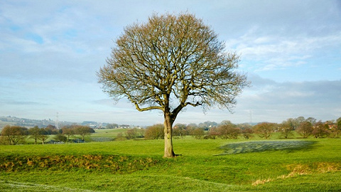摄影师拍下一棵橡树一年的变化