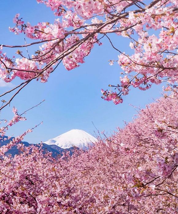 春来了,好想去日本看樱花的海