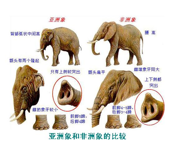两只大象鼻孔朝天猜成语_两只大象(2)