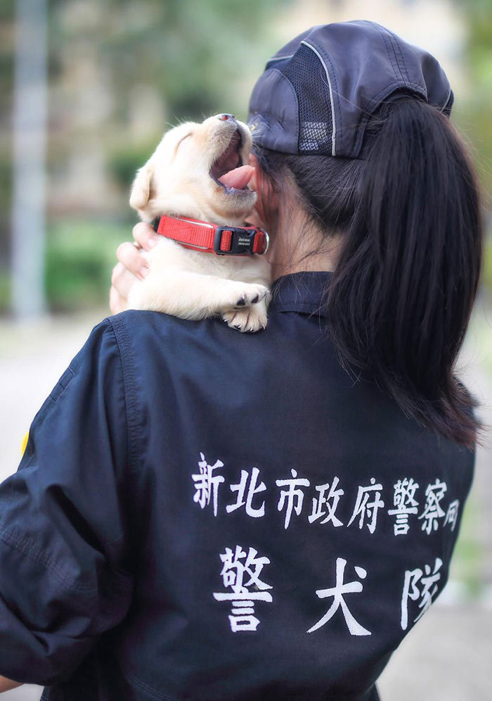 台湾警察署的新警犬 竟然是一群刚满月的小奶狗