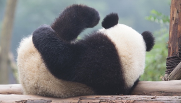 【研究】用脚印可识别大熊猫身份 友谊助百岁老人保持