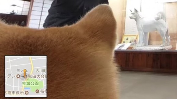 谷歌地图要用秋田犬给你导航游览日本了