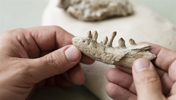 中国科学家发现混元兽 改写有袋类哺乳动物起