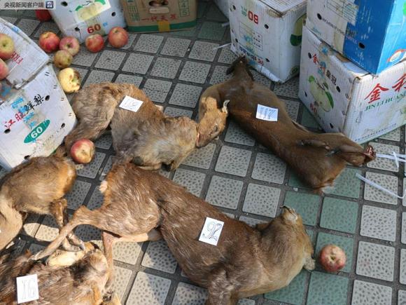 [转帖]江西破获迄今最大贩卖野生动物案 动物遗体铺满