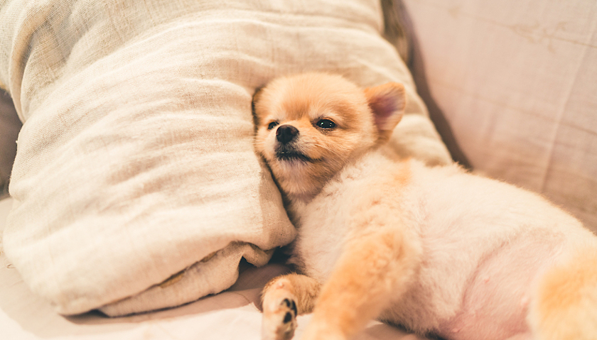 爱睡早床可能是天性使然, 越来越多的公司采取