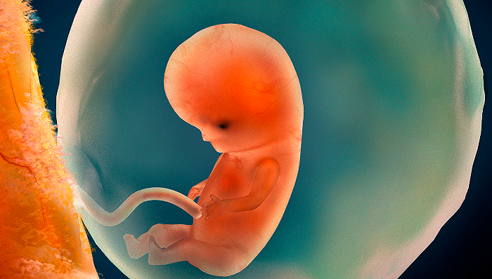医学插画,图为9周大的人类胎儿 图片来源:stocktrek/getty