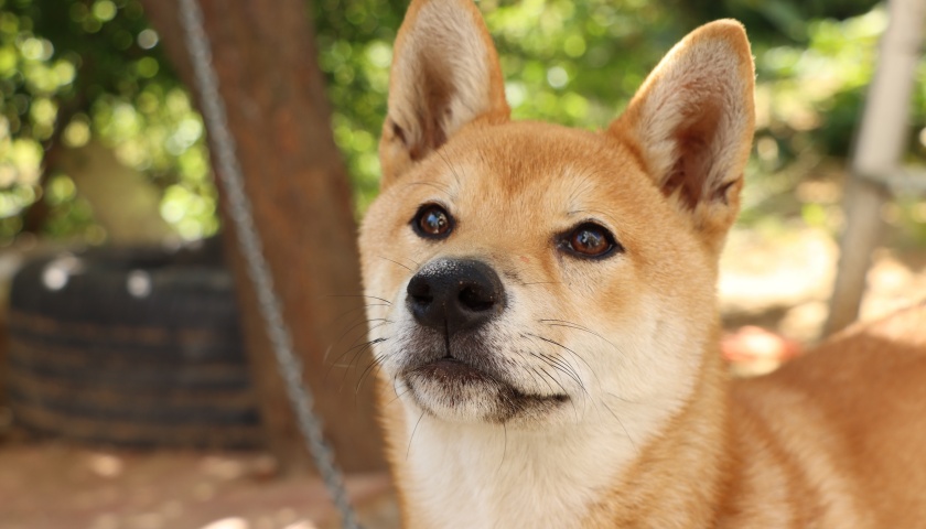 地方新闻精选 | 广州将中华田园犬移出禁养名录 黑龙江饶河发现野生东北虎足迹 · 中国