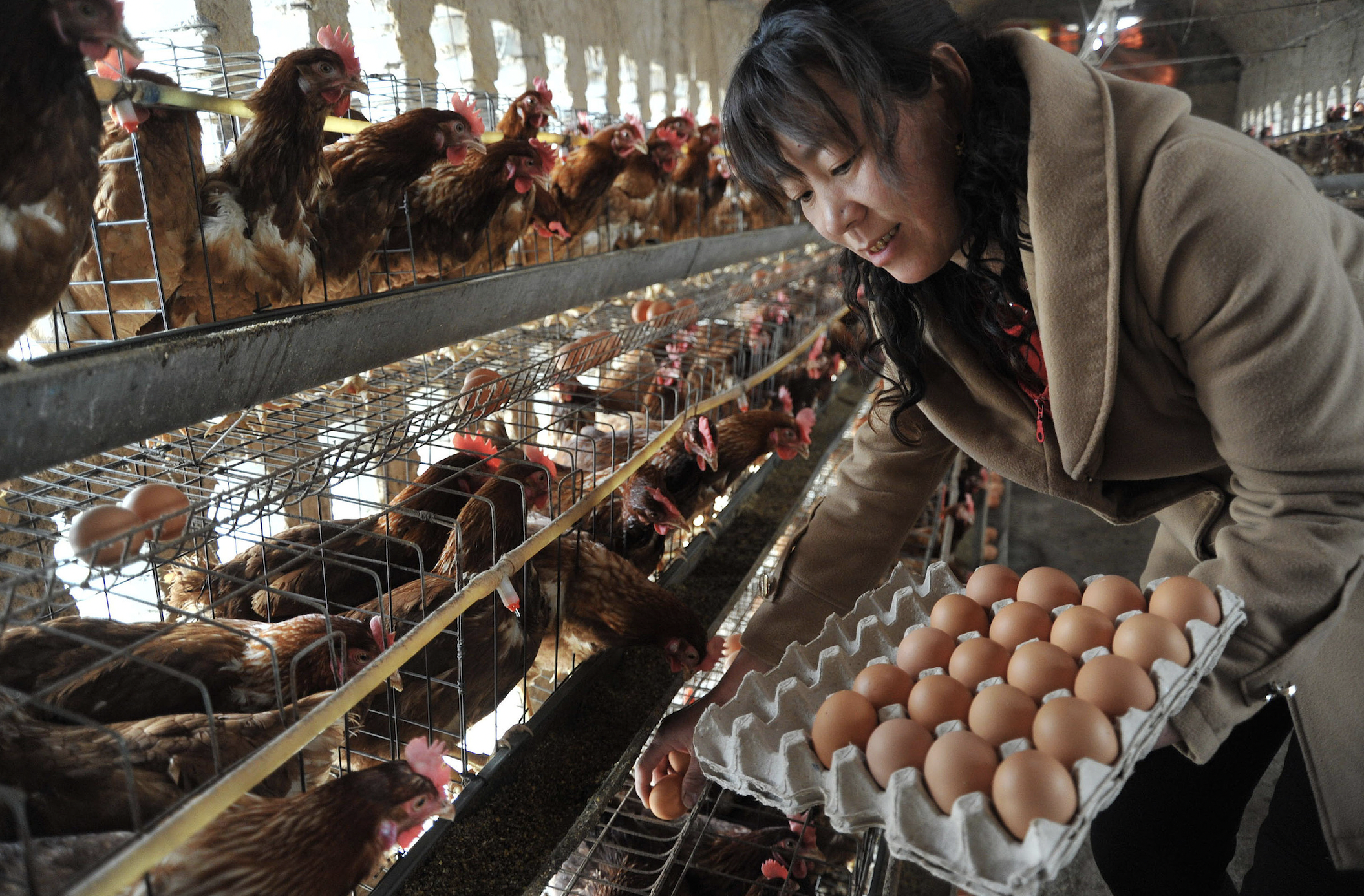 10月鸡蛋批发价同比下降近三成，供应充裕下蛋价仍将受压