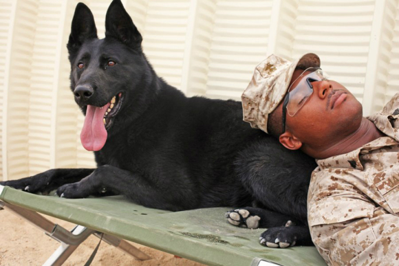 关于美国军犬你不知道的20件事
