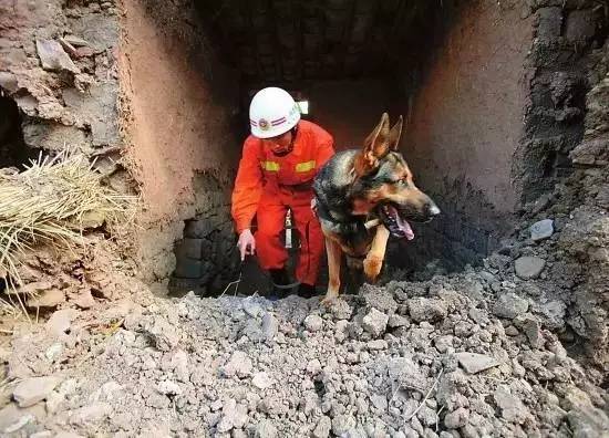 搜救犬,512汶川大地震中的无言英雄
