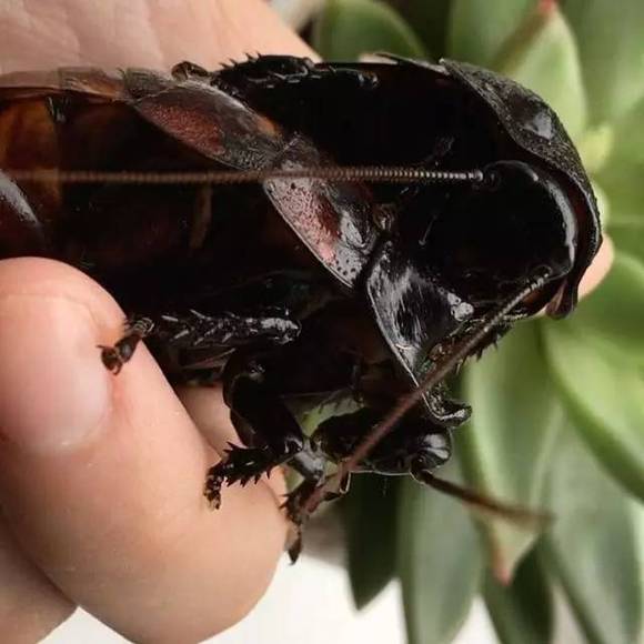 我们和拿蟑螂当宠物养的姑娘聊了聊