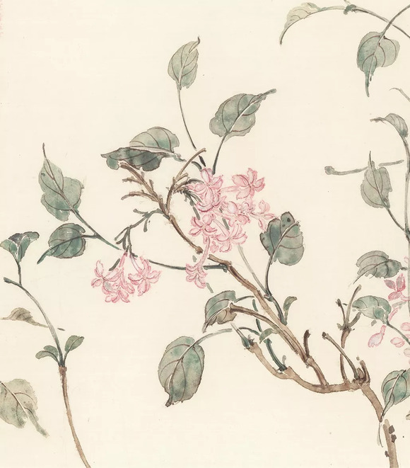 花香清韵高强写生没骨画系列品鉴