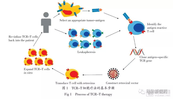 tcr-t技术原理 资料来源:aacr 传统的免疫过继治疗,只是增加了效应