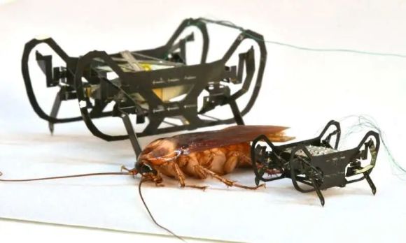 机器人"小强"比所有昆虫跑得快