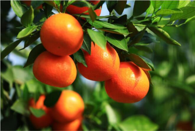 做有文化的"红美人", 中国(象山)首款文创红美人柑橘11月底上市