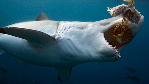 电影《大白鲨》40周年：这里是欣赏真的大白鲨最好的地方