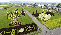 日本农民竟然用水稻来“作画”