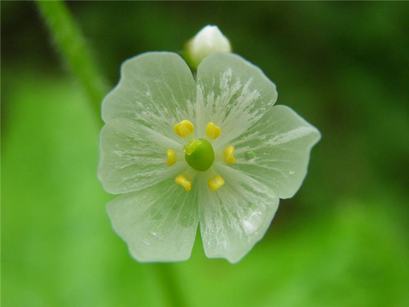 有一种神奇的花 遇水花瓣会变透明 界面新闻