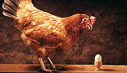 考虑到母鸡的权益 麦当劳美国和加拿大将采购散养鸡蛋