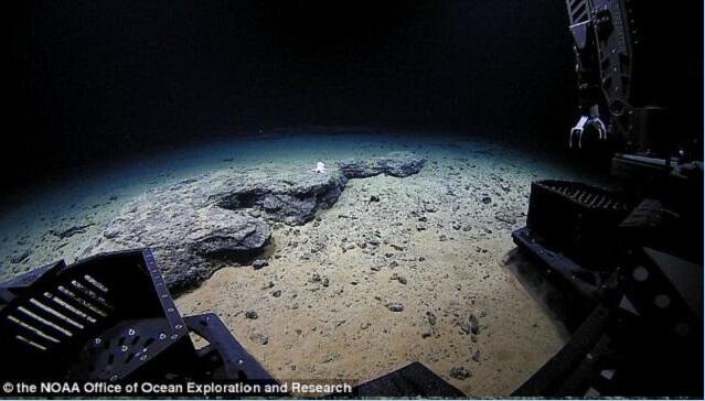4000多米的深海惊现神秘未知生物，看上去就像幽灵！ | 界面· 财经号