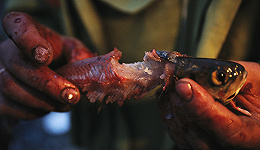 【JMedia】普利策获奖报道：你吃的每条鱼都可能沾着另一个人的血和泪