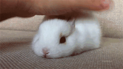 在它的两耳中间到它的头和颈部的连接处,是小兔子们最喜欢被摸的地方
