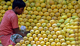 南亚文学为何对芒果如此有执念？