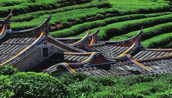 茶产区故事（六）—— 去安溪，探寻茶韵的原乡茶路| 界面新闻