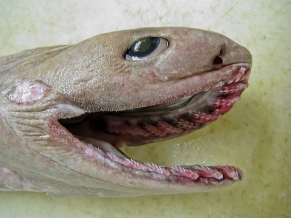 皱鳃鲨巨型图片