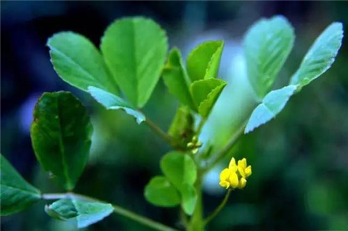 春季野菜之王 大众食客的最爱 界面 财经号