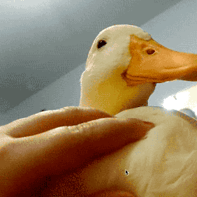 鸭子的表情包gif图片