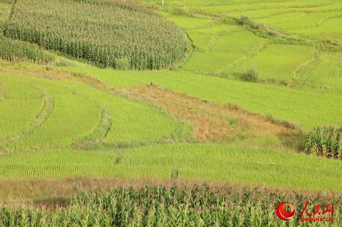 彩云之上，蔚蓝之下，四山中空，雨潦淹没，凿土辟山之北，泄水易诸泽为良田，最高亩产可达400公斤，是世界鲜见的高海拔水稻。据了解，维西县曾经欲将攀天阁乡盆地申报为国家湿地保护区。（杨僧宇/杨僧宇摄）