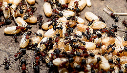 蚁群有着单只蚂蚁没有的记忆，正如人类大脑一般