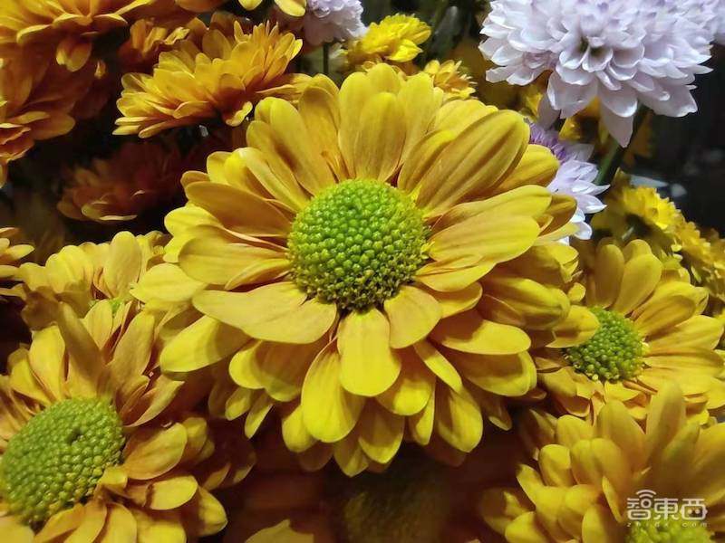 小米1亿像素手机拍照体验,从微距拍到超广角,效果到底如何?