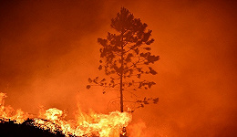 1300余人参与扑救佛山山火，消防专家：风力较大可采取间接灭火
