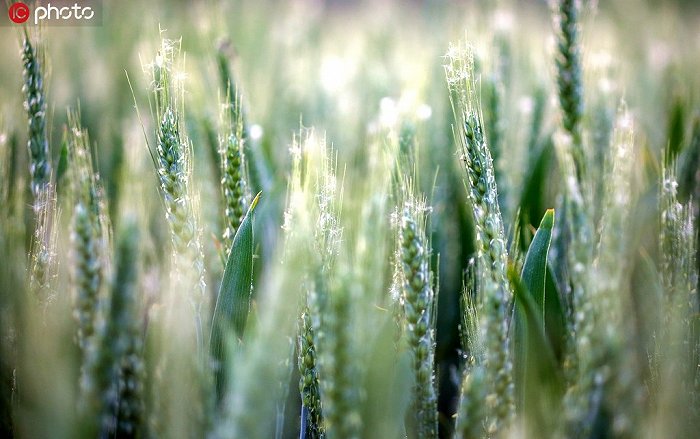 2020年5月3日，立夏将至，河北邯郸鸡泽县30万亩小麦丰收在望。（金华/IC photo）