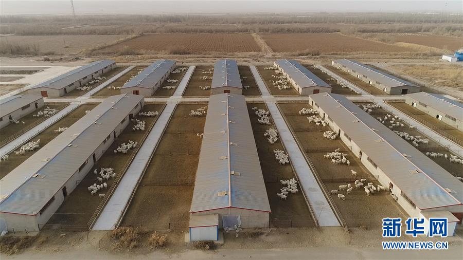 (全面建成小康社会“百城千县万村调研行”·图文互动)(2)新疆柯坪在盐碱地上“闯”出脱贫致富路