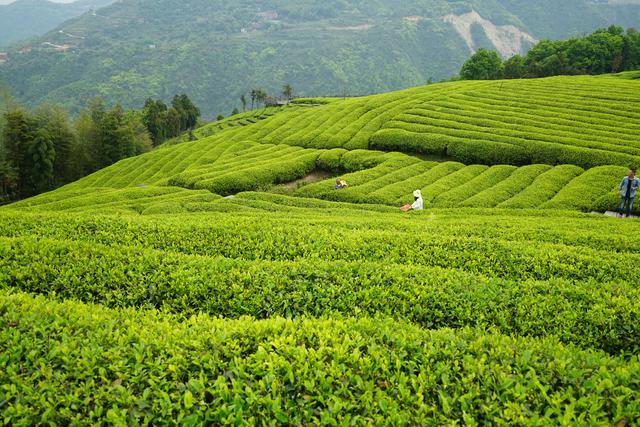 温州A级景区集合,有的闻名四海有的鲜为人知,收藏起来去打卡