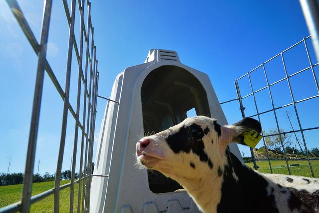 温州A级景区集合,有的闻名四海有的鲜为人知,收藏起来去打卡