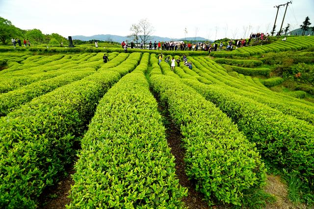 温州A级景区集合,有的闻名四海有的鲜为人知,收藏起来去打卡