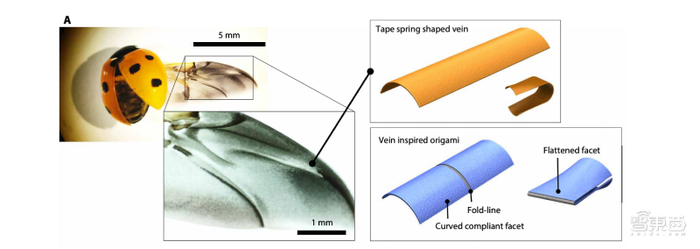 科学家参透瓢虫翅膀 玄机 造新型柔性可折叠机器人 界面 财经号