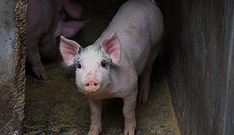 猪价下跌、养猪亏本，发改委调整生猪市场预警方案