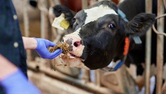 生牛乳价格上涨 这些乳业上游公司赚翻了 界面新闻