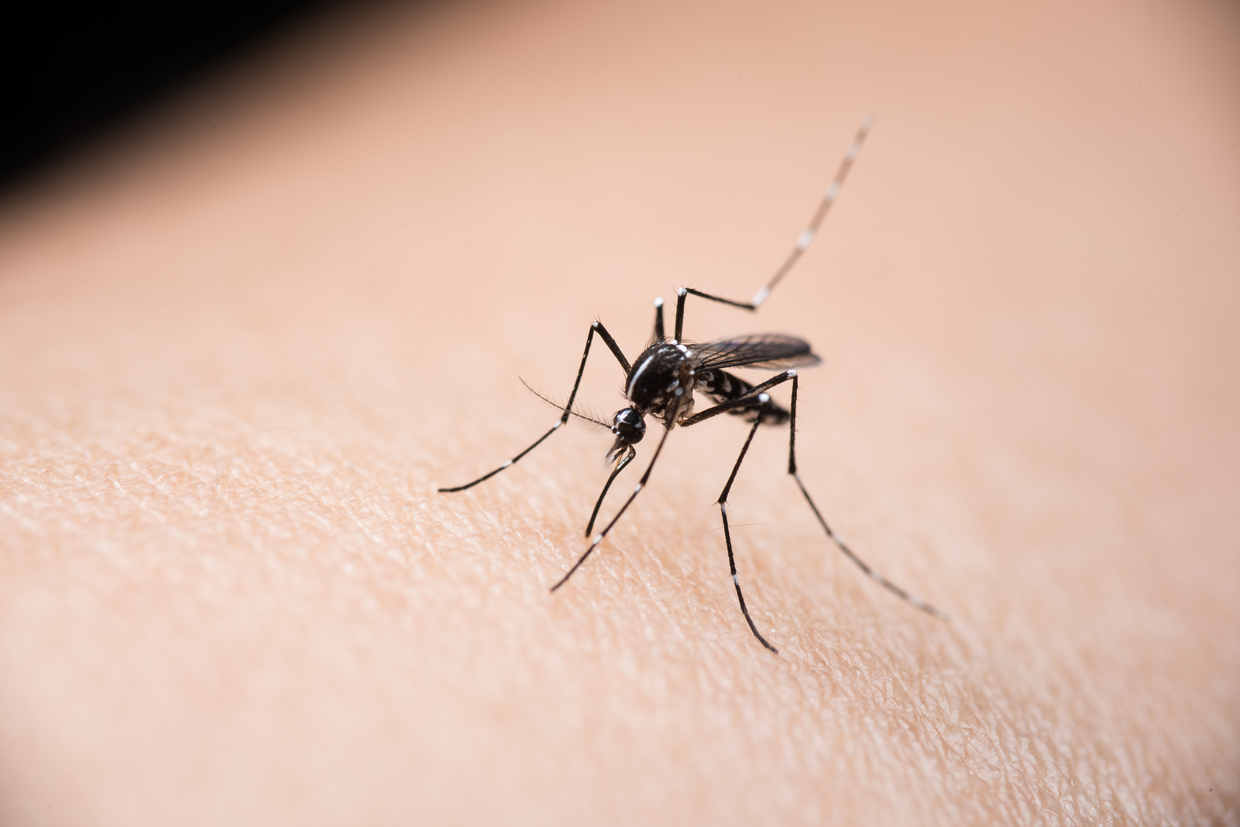 昆虫学家发现巨大蚊标本 获吉尼斯世界纪录认证-盐城新闻网