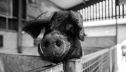 “猪肉概念股”走强，行业或迎来布局“窗口期”？