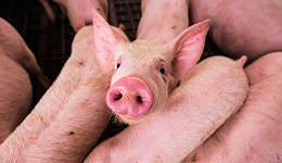 生猪养殖，为何逆势大涨？