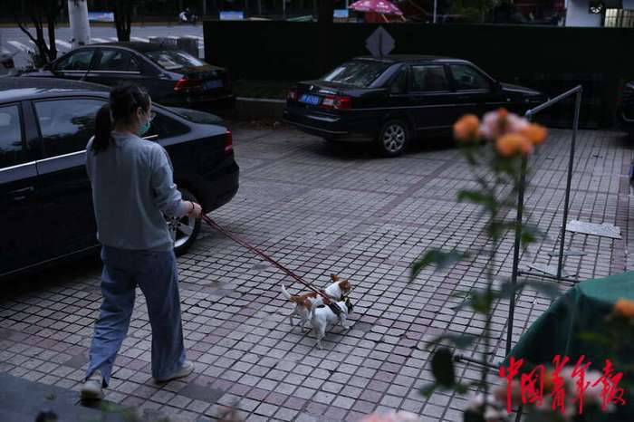 探访上海首个“动物方舱”：疫情下的温情与守护