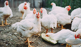 鸡肉多股大涨，万亿级市场下的“超级鸡周期”会来吗？