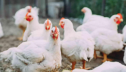 仙坛股份涨停，多家鸡肉股销售高速增长，鸡产业行情会继续抬头吗？